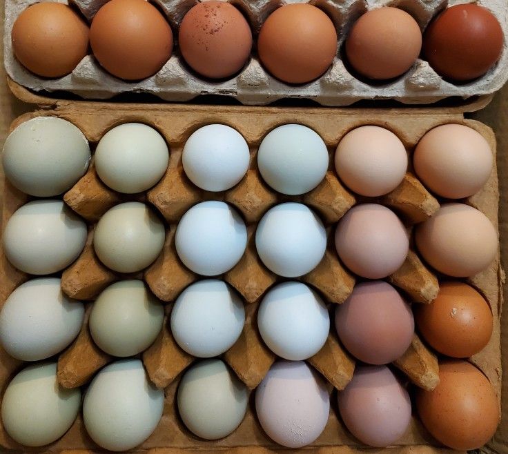 Farm Fresh Eggs
