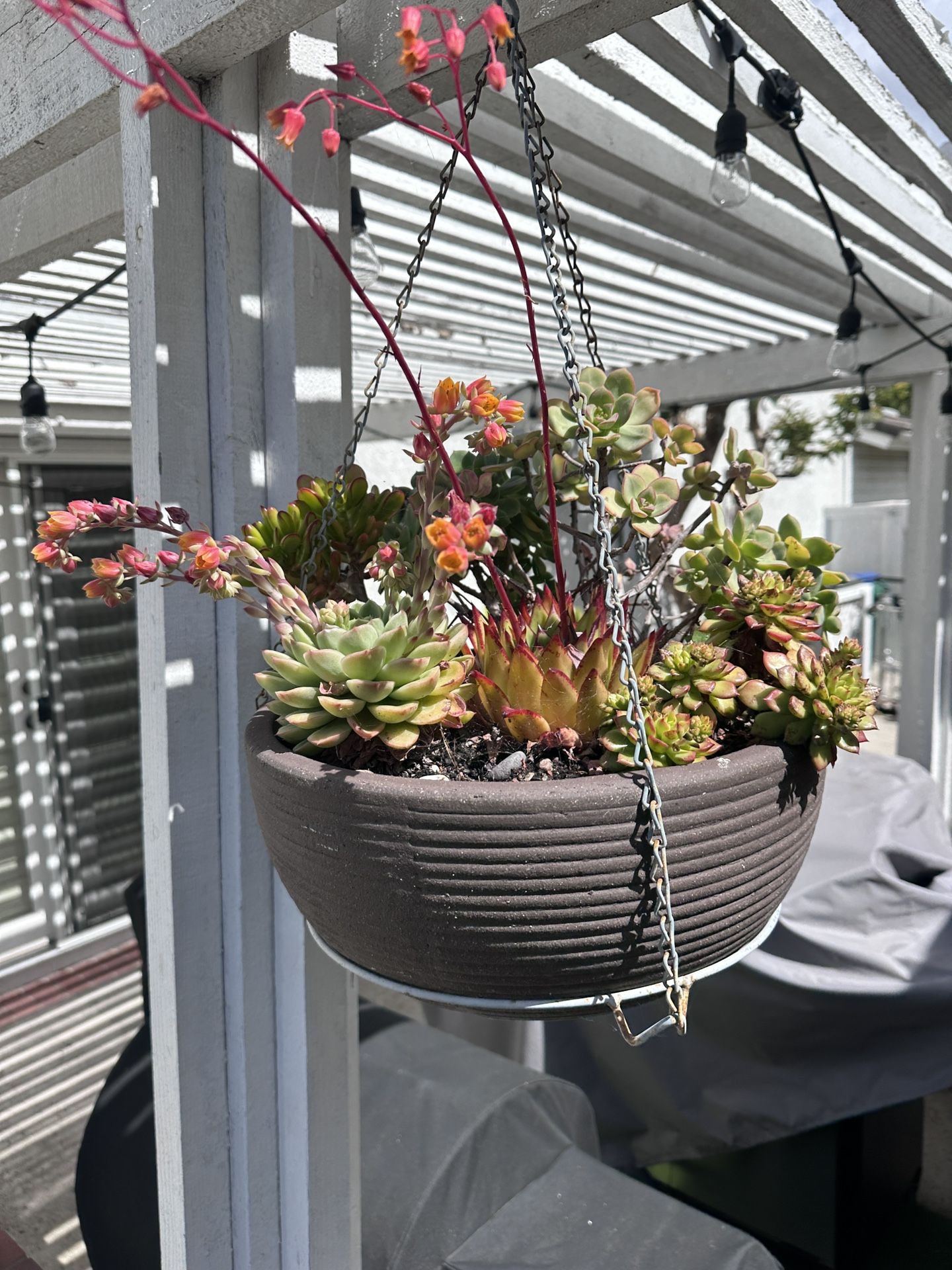 Plant Hangers X5 With Planted Pots (or By Themselves)