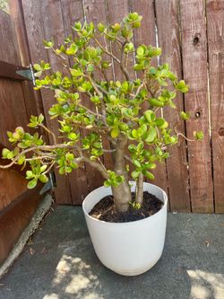 Large Jade plant