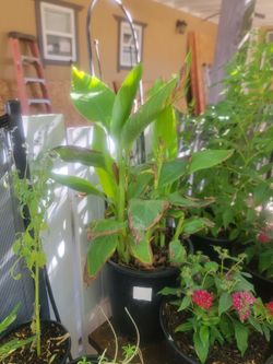Yellow canna Lily plant