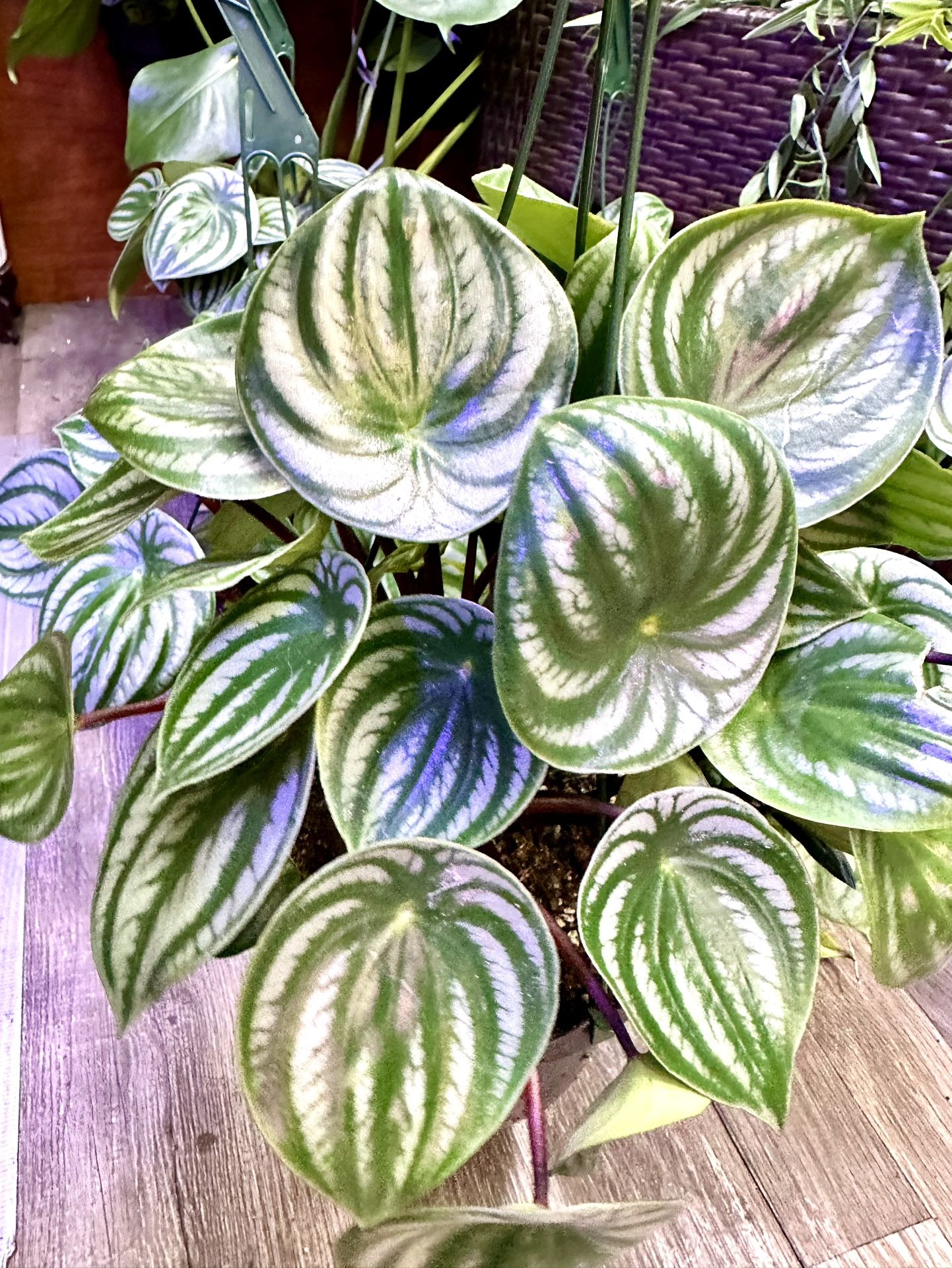 Peperomia Watermelon Plant 6” pot
