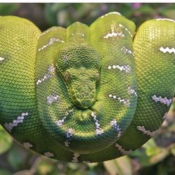 Reptile & Mammal Programs