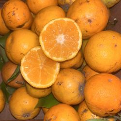 Valencia oranges - Hand Picked From My Tree