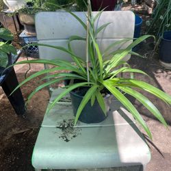 Planta De Araña 