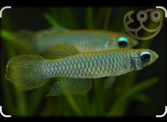 FREE Norman’s Lampeye Killifish