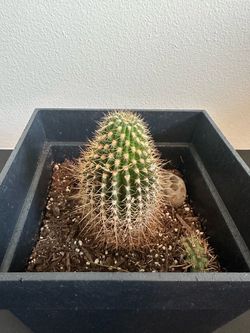 6” Cactus