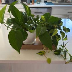 Two Sets Of Health Pothos In 6 Inch White Pot