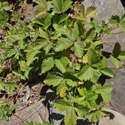 Free Native Strawberry Plants