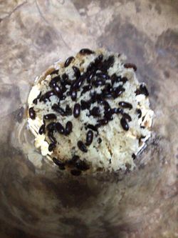 VERY CLEAN CHINESE WEEVIL!  100 UNITS x $ 20.00