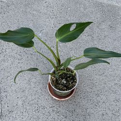 Monstera Burle Marx Flame Rooted