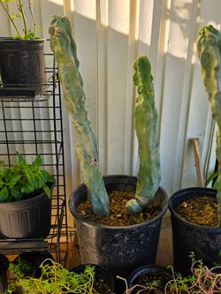 Totem pole cactus