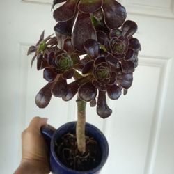 Planta Suculenta