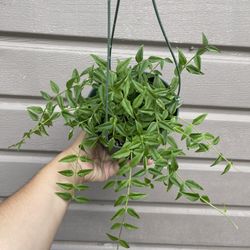 6” Hoya Bella