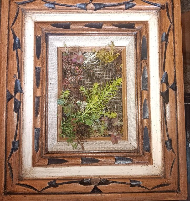 Framed Succulents