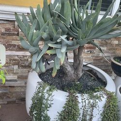 Aloe Fan Tree Plant