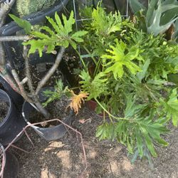 Large Philodendron 
