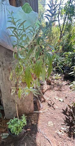 Planta de estafiate