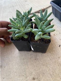 Succulents