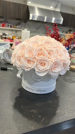 $100 Venus et fleur preserved flower