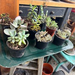 Succulent plants