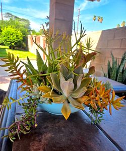 Suculents decoration