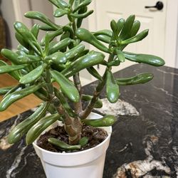 Jade Plant | Friendship Tree