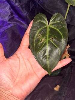Anthurium Papillilaminum