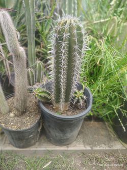 Cactus plant