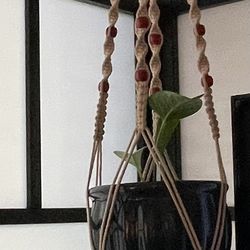 Hanging Pothos Ivy Plant (Includes Ceramic Pot And Macrame Hanger)