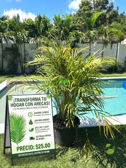 ARECA PALMS! Immediate delivery in Downtown Miami