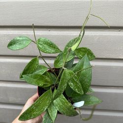 6” hoya ranagasan