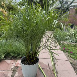 Palm