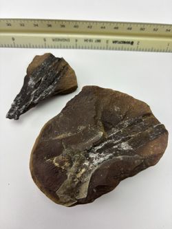 Fossilized Stem Plant 