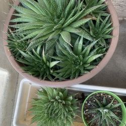 Succulents & More Succulents 