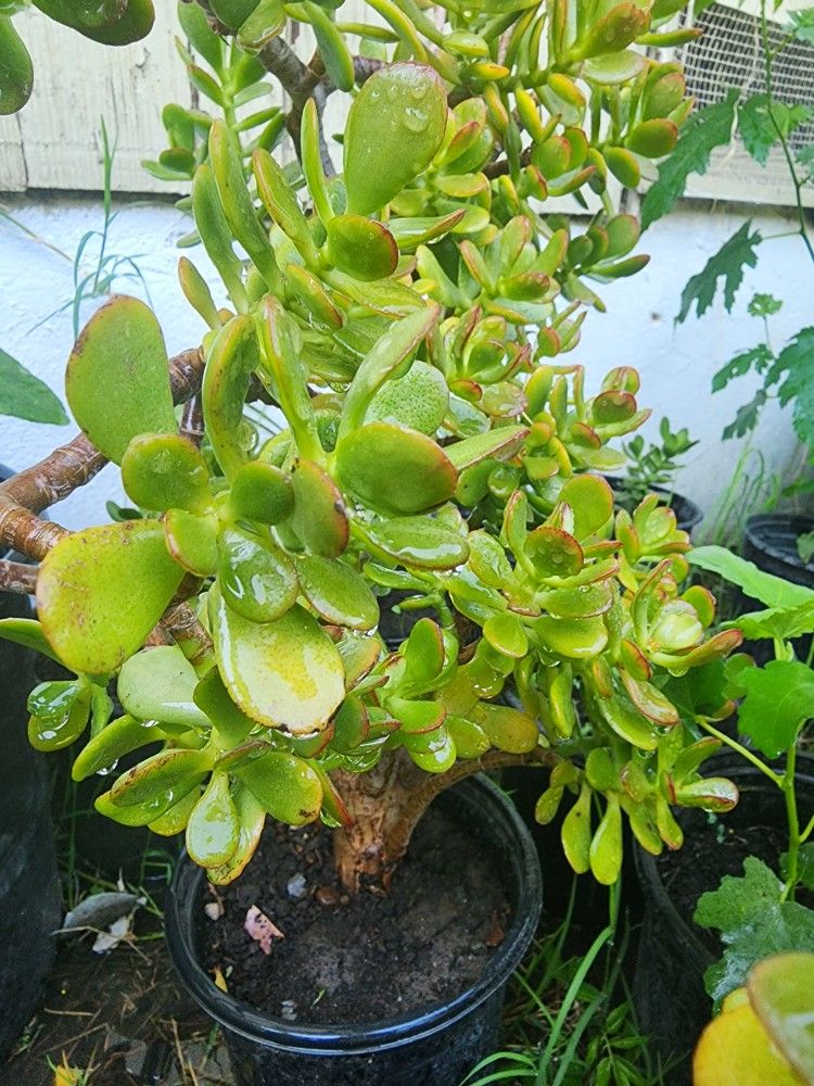 Jade Plants Asking $10 Each One