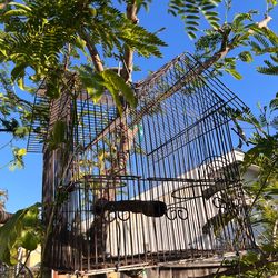 Bird cages