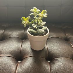 Cute Jade Plant