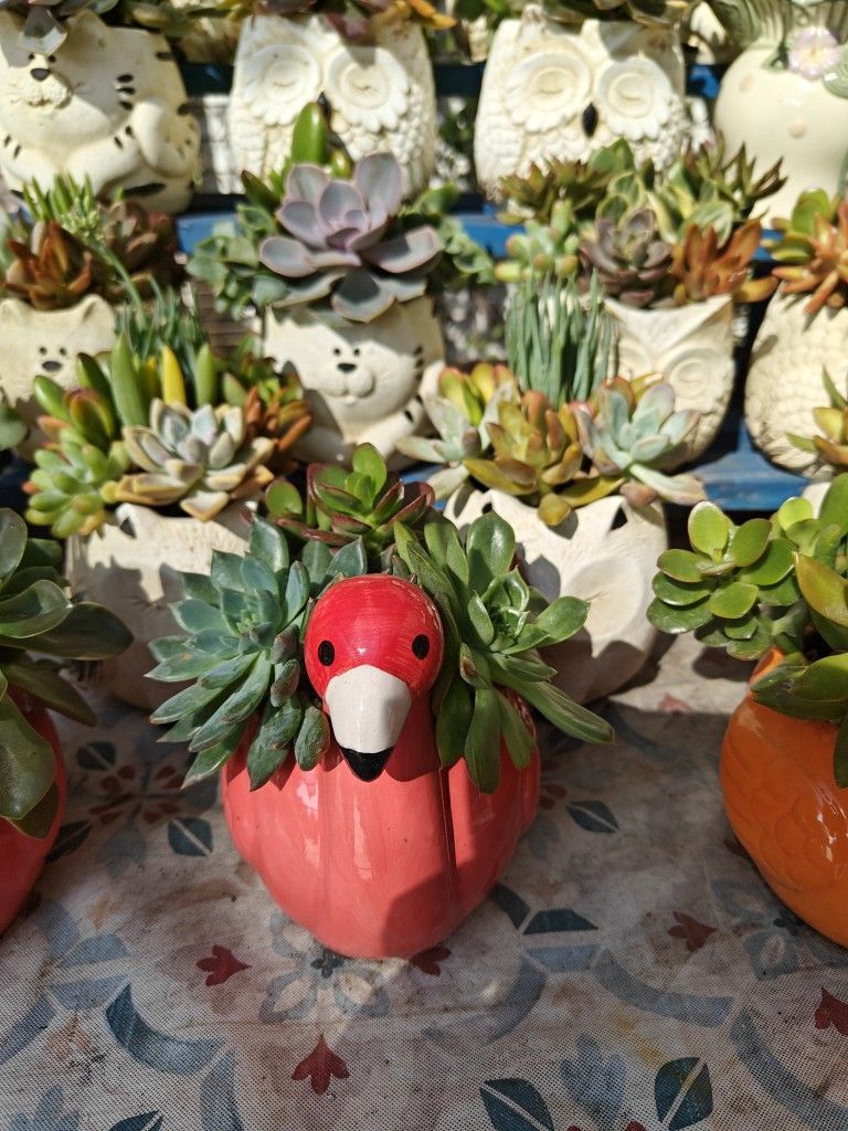Cute Pots With Plants/Succulents Arrangements