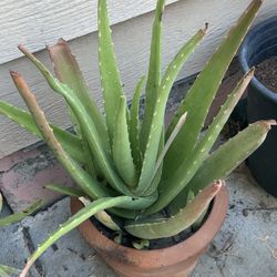 Aloe Vera Plants 