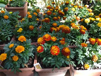 Sempasuchil Marigold Flor De Muerto Y Mas