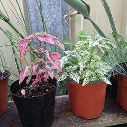 Polka dot plants