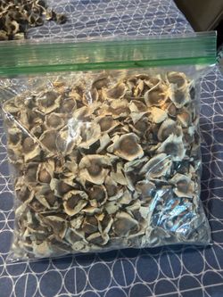 Moringa organic seeds