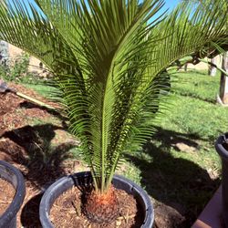 Gorgeous And Healthy Sago Palms For Sale