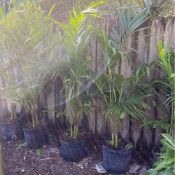 Crisma Palm  Adonidia 7 Gal And 15 Gal 