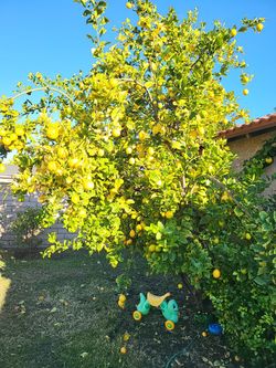 Lemons