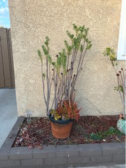 Plant