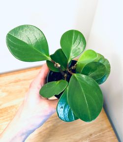 Marble Peperomia in 2.5 inch pot