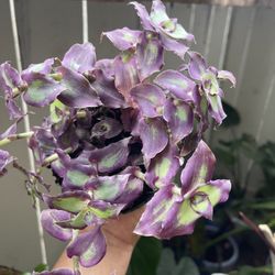 Callisia soconuscensis Cola de dragón (Rara Callisia)