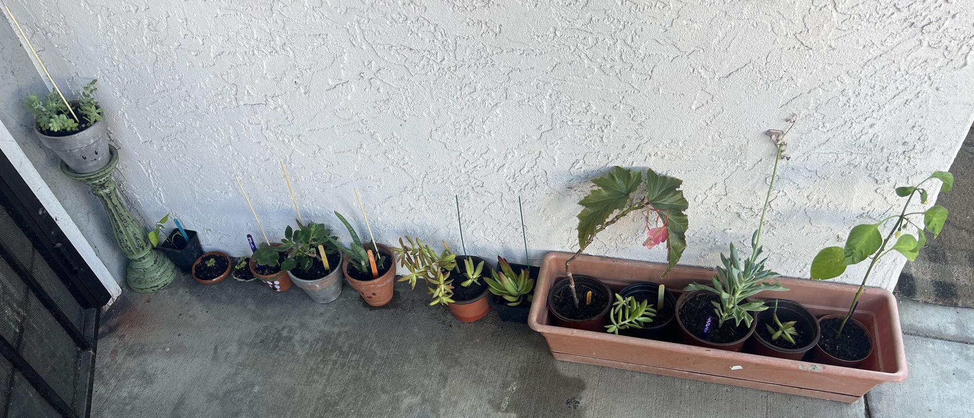 Saturday Plant Pick Up Sale 🪴