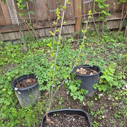 Garden Tree Bing Cherry 2 Years